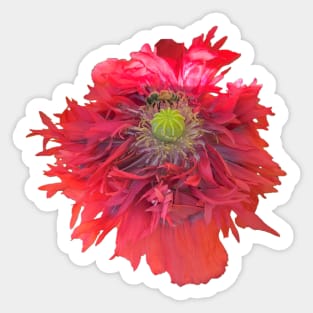 Peony Poppy with Bee Sticker